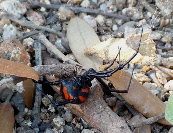 Latrodectus tredecimguttatus di Gallura